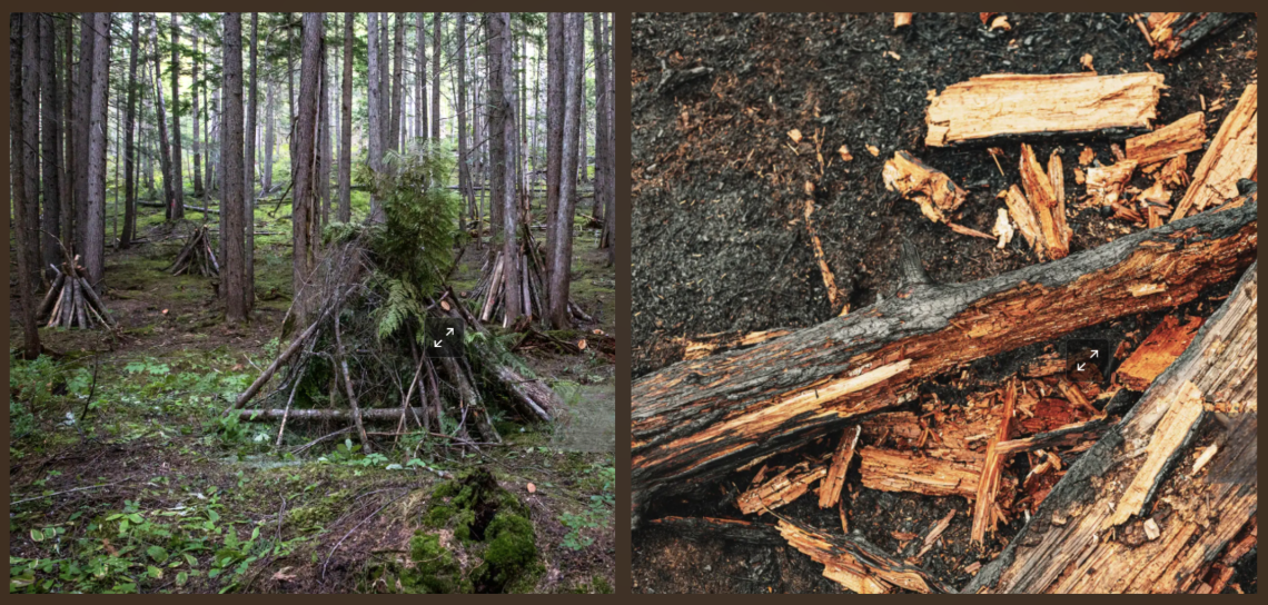 Fire-charred forest debris. Branches and dead forest biomass are collected in a forest