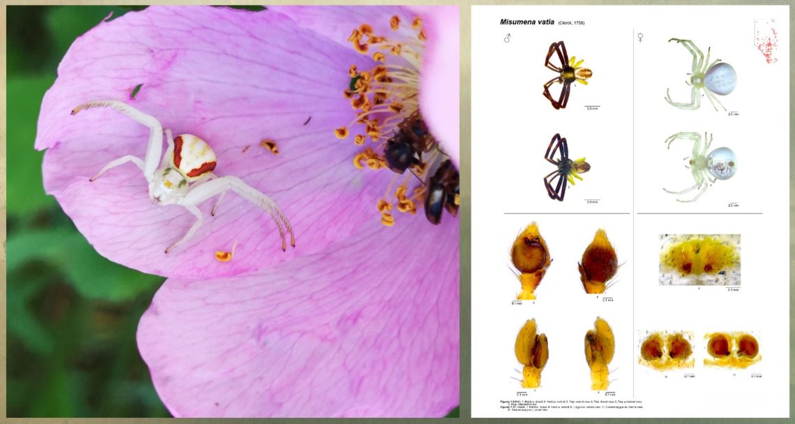 A light-coloured spider with red stripes on its back perched on the petal of an Alberta wild rose and a composite view of several details of the same species, a goldenrod crab spider.