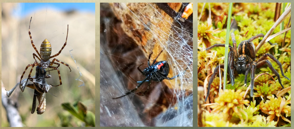 Compilation of photos of three different spiders in their natural habitats.