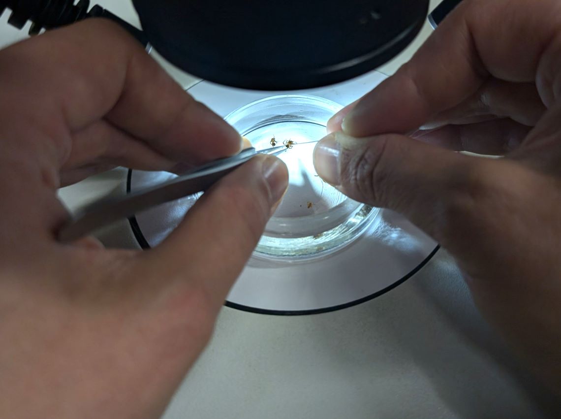 A pair of hands holding an extremely tiny spider in tweezers under a microscope.
