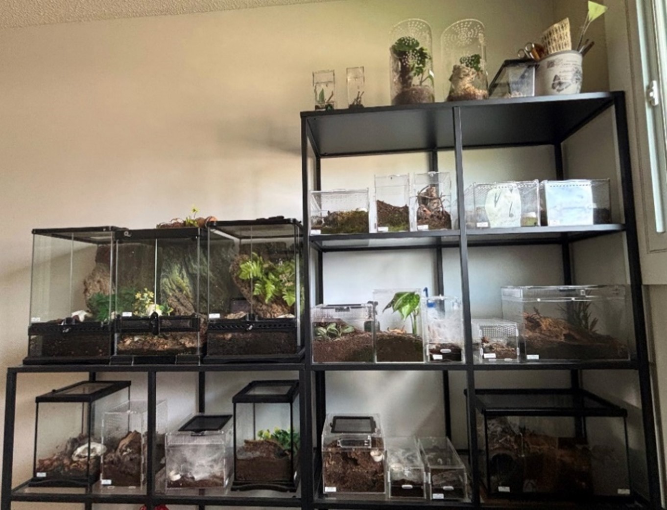 Metal shelves holding many terrariums of various sizes and shapes containing tarantulas.