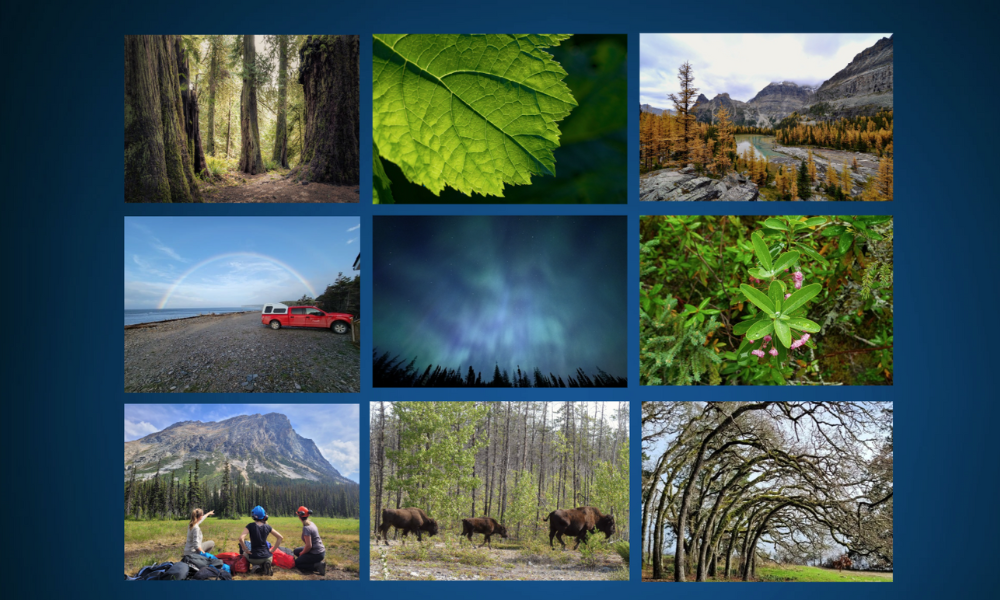 Compilation of nine different, diverse images of forests and other natural areas