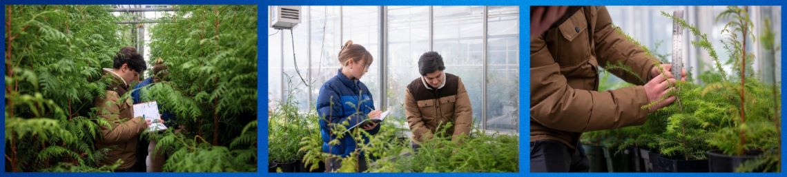 Compilation image of technicians handling small seedings in a greenhouse.