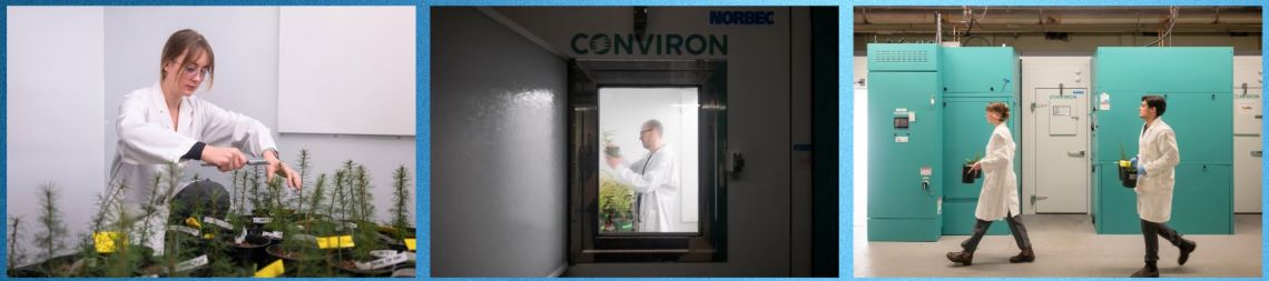 Compilation of three images of people in lab coats working in special controlled plant growth chambers.