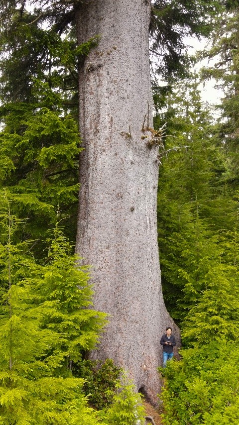 Man standing beside an incredibly tall evergreen tree in the forest