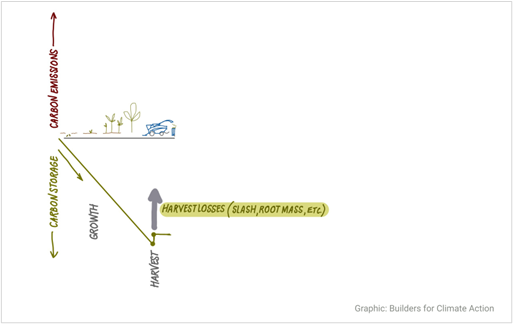 Diagram illustrating relationship between carbon storage and carbon emissions during plant growth and harvest phases. It features a downward sloping green line labeled "Growth" indicating increasing carbon storage, a horizontal line labeled "Harvest" with an arrow pointing upward to "Harvest Losses (slash, root mass, etc.)" representing carbon emissions, and small plant and car icons symbolizing carbon cycle elements.