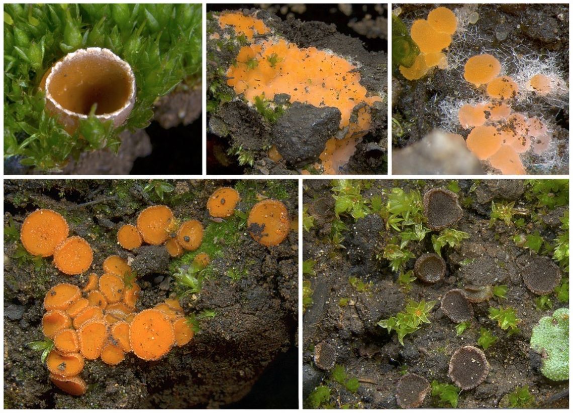 Compilation of fungi in various stages, growing on the forest floor.