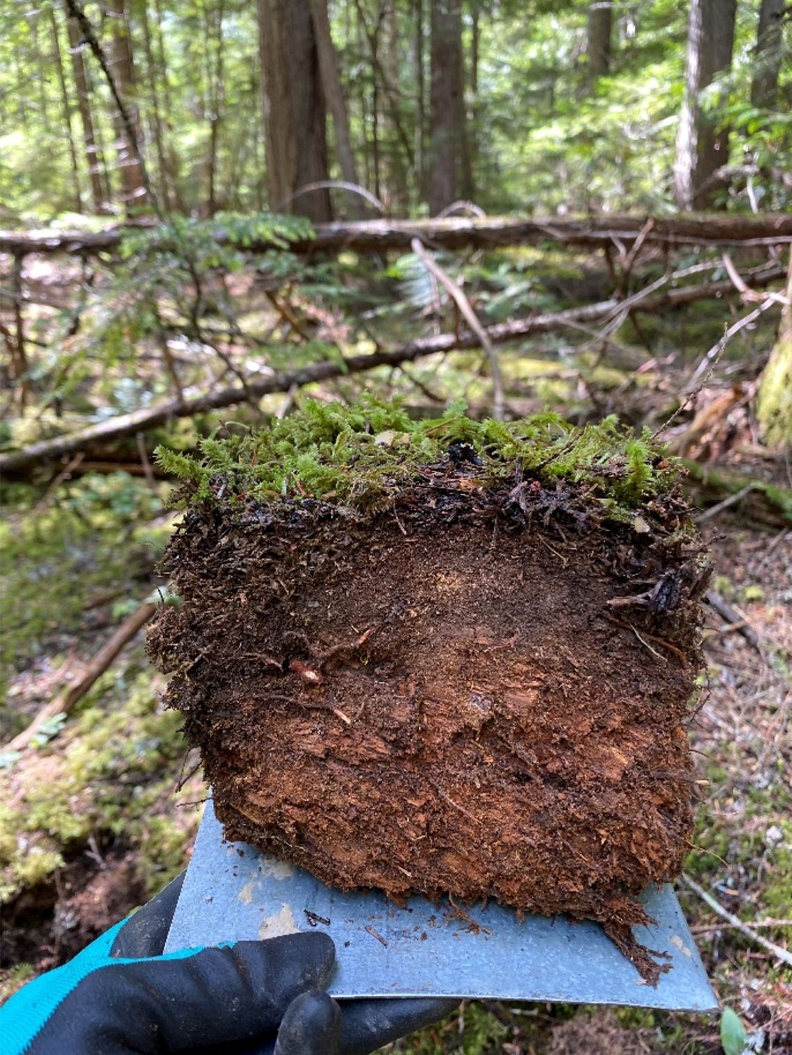 A gloved hand holds a thick sample of compressed forest-floor material topped with moss in a wooded area.