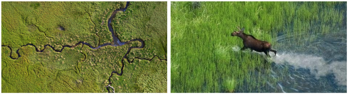 A compilation showing an aerial view of a vast marsh and a moose running through a watery landscape.
