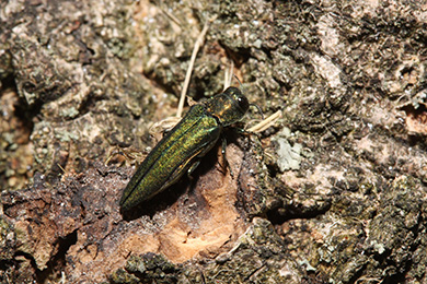 Small metallic green beetle on tree bark