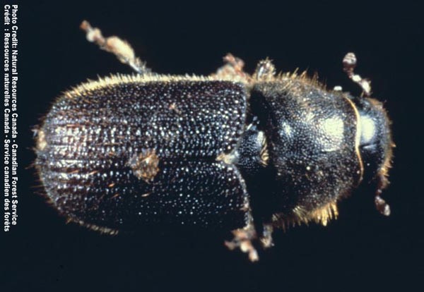 Close-up of a dark brown beetle on a black background. Finely haired body is oblong. Antenna and legs are short and thin. Photo credit: NRCan/CFS