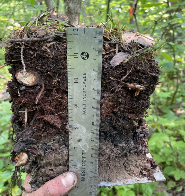 A soil profile with a ruler provided for scale.