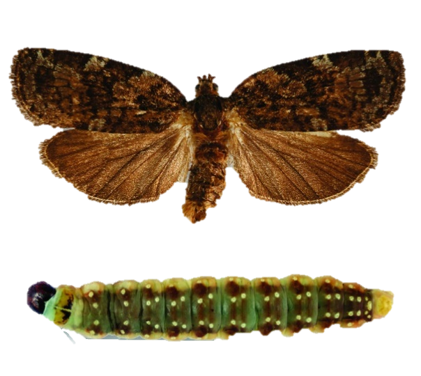 The eastern spruce budworm (top: adult moth; bottom: caterpillar)