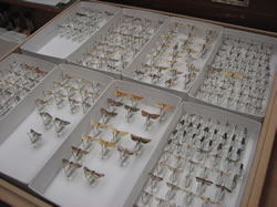  A display case showing arthropod specimens 