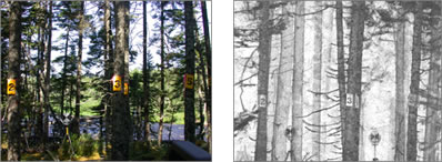 Example of a TLiDAR scan taken in Newfoundland forest environment.