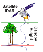 Information on stand structure can be derived from airborne and satellite LiDAR data