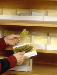  Specimen of the René Pomerleau Herbarium 