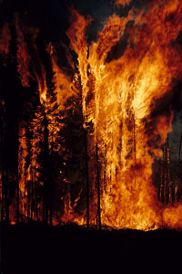 Forest fire. Photo: Mike Flannigan 