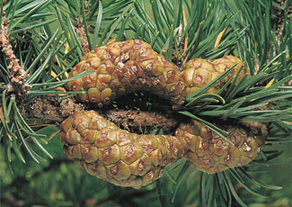 Jack pine seed cones