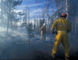 Firefighters working in the forest