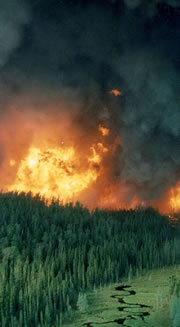 A wildland fire spreading from treetop to treetop.