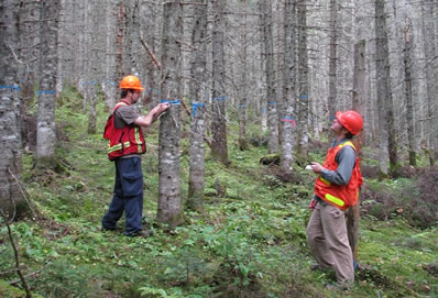Photo of foresters measuring and assessing the quality of trees at the Green River pre-commercial thinning trial