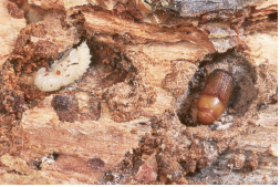 Mountain pine beetle pupa and immature adult. Photo: D. Manastirski