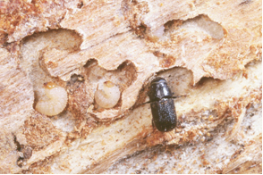 Mountain pine beetle larvae and adult. Photo: D. Manastirski