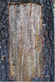 Mountain pine beetle damage—galleries and blue-stained sapwood. Photo: K. Bleiker, CFS