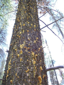 Pitch tubes on a lodgepole pine tree killed by the mountain pine beetle. Photo: K. Bleiker, CFS