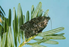 Spruce budworm moth
