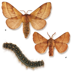 Forest tent caterpillar and adult moths (male and female).