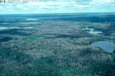 Aerial view of a forest damaged by the forest tent caterpillar.