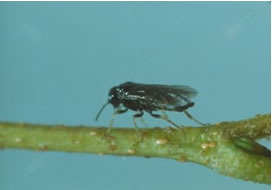 An adult birch leafminer