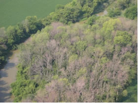 Aerial photo of an ash stand severely damaged by emerald ash borer