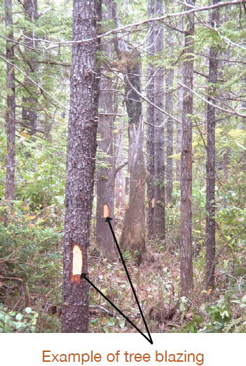 Image is showing a series of trees where a section of the tree bark, at approximately eye level, has been removed from the trees on the side facing towards the boundary line 