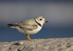FIGURE 13: Piping plover, an endangered species that utilizes coastal areas. Photo courtesy of Sidney Maddock.