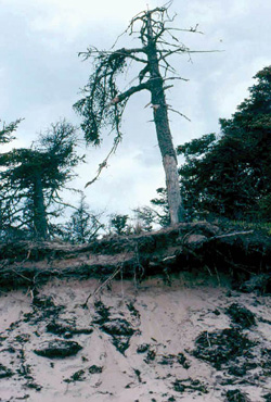 FIGURE 24: Wind and coastal erosion resulting in death of conifers, Red Point, PE.