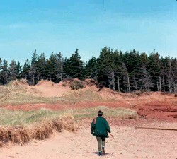 FIGURE 29a: Excessive tourist foot traffic facilitates erosion of coastal dunes, Malpeque, PE .
