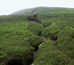 FIGURE 29b: Excessive tourist foot traffic facilitates erosion at Cape St. Mary's Ecological Reserve, NL.
