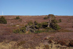 Photo showing Boreal Forest ecozone - exposed coastal barrens and tuckamore landscape