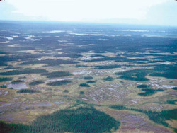 Photo showing Taiga Forest ecozone - aapa (ribbon fen) and black spruce assemblage