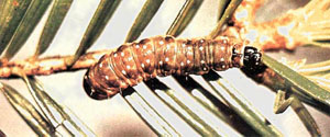 FIGURE 24a: photograph of a spruce budworm larva sitting on a leaf