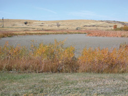 FIGURE 15: A Prairie wetland in the Dirt Hills near Claybank, Saskatchewan.