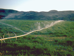 FIGURE 16: Irrigation on the Prairies (Frenchman River valley, southwestern Saskatchewan).