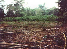 Clearing of forest in Costa Rica