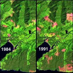 Two images showing forest clearcutting between 1984 and 1991