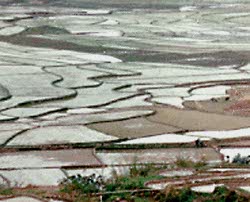 Flooded rice paddies in Asia