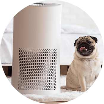 Dog sits beside an air purifier.