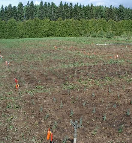 Seedlings growing on 25th Sideroad wood ash trial plots. Photo: Robin Sevean